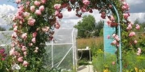 Sklonište ruža penjačica za zimu u predgrađu